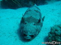 foto de buceo
