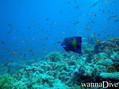foto de buceo