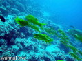 foto de buceo