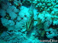 foto de buceo
