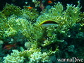 foto de buceo
