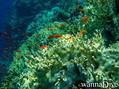 foto de buceo