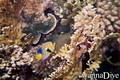 foto de buceo