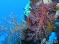 foto de buceo