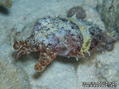 foto de buceo
