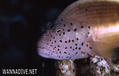 foto de buceo