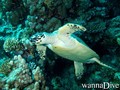 foto de buceo