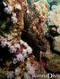 foto de buceo