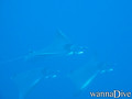 foto de buceo