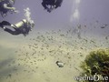 foto de buceo