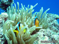 foto de buceo