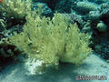 foto de buceo