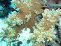 foto de buceo