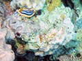 foto de buceo