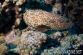 foto de buceo