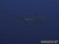 foto de buceo