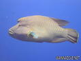 foto de buceo