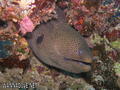foto de buceo