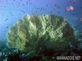 foto de buceo