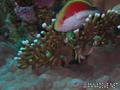 foto de buceo