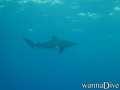 foto de buceo