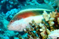 foto de buceo