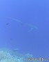 foto de buceo