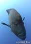 foto de buceo
