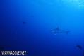 foto de buceo
