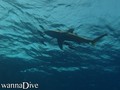 foto de buceo