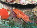 foto de buceo