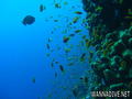 foto de buceo