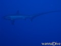 foto de buceo