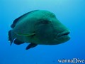 foto de buceo