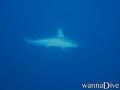 foto de buceo