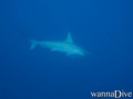 foto de buceo