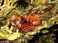 foto de buceo