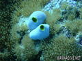 foto de buceo