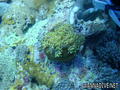 foto de buceo