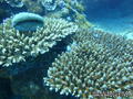 foto de buceo