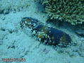 foto de buceo