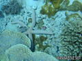 foto de buceo