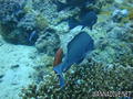 foto de buceo