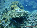 foto de buceo