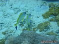 foto de buceo