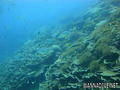 foto de buceo