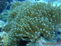 foto de buceo