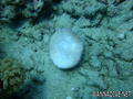 foto de buceo