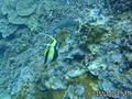 foto de buceo