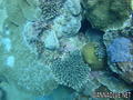 foto de buceo